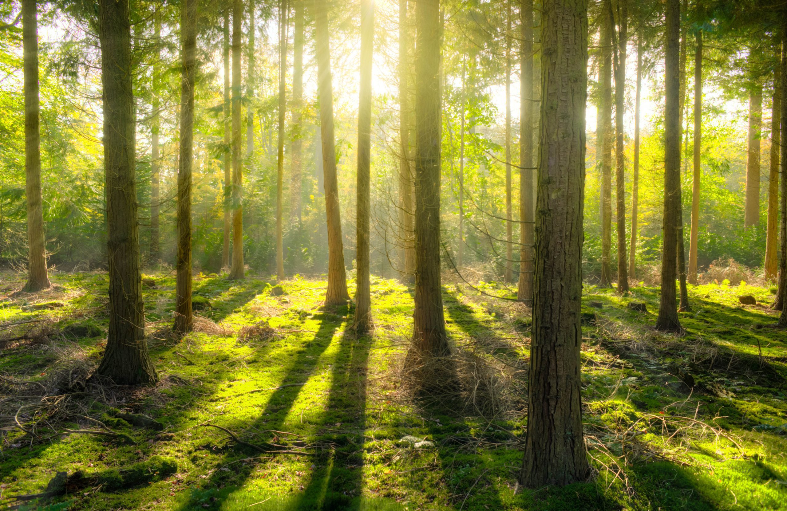 bain de foret
